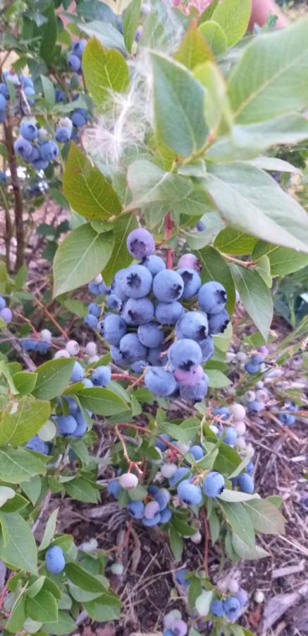 E Berry Farm - Slow Life Kaluzna Luaran gambar